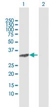 Anti-C8ORF33 Rabbit Polyclonal Antibody