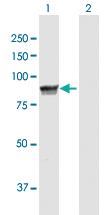 Anti-MPP5 Rabbit Polyclonal Antibody