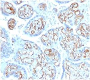 Immunohistochemical analysis of formalin-fixed, paraffin-embedded human placenta tissue using Anti-alpha II Spectrin Antibody [SPTAN1/3506]