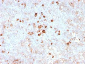 Immunohistochemical analysis of formalin-fixed, paraffin-embedded human spleen using Anti-CD14 Antibody [rLPSR/2408]