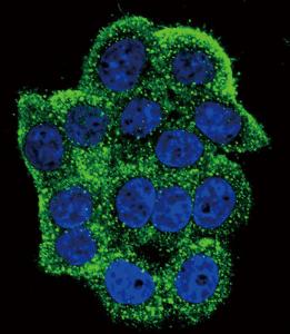 Anti-TERT Rabbit Polyclonal Antibody (APC (Allophycocyanin))