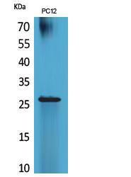 Western blot analysis of extracts from PC12 cells using Anti-POLR3G Antibody