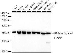 Western blot analysis of extracts of various cell lines, using Anti-beta Actin Antibody [AMC0001] (HRP) (A309569) at 1:5,000 dilution. Lysates/proteins: 25µg per lane. Blocking buffer: 3% non-fat dry milk in TBST. Detection was with an ECL Basic Kit. Exposure time: 180s.