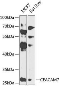 Western blot analysis of extracts of various cell lines, using Anti-CEACAM7 Antibody (A12211) at 1:1,000 dilution. The secondary antibody was Goat Anti-Rabbit IgG H&L Antibody (HRP) at 1:10,000 dilution.