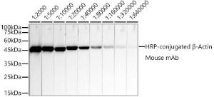 Western blot analysis of extracts of HeLa, using Anti-beta Actin Antibody [AMC0001] (HRP) (A309569) at 1:2000- 1:640000 dilution. Lysates/proteins: 25µg per lane. Blocking buffer: 3% non-fat dry milk in TBST. Detection was with an ECL Basic Kit. Exposure time: 10s.