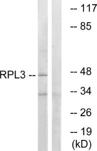 Antibody anti-RPL3 100 µg