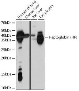 Antibody A305627-100 100 µl