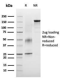 Anti-VISTA antibody