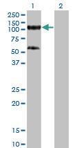 Anti-TRIM28 Mouse Monoclonal Antibody [clone: 4E6]