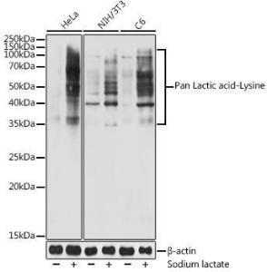 Western blot analysis of extracts of various cell lines, using Anti-lactylated Lysine Antibody (A309571) at 1:1,000 dilutio