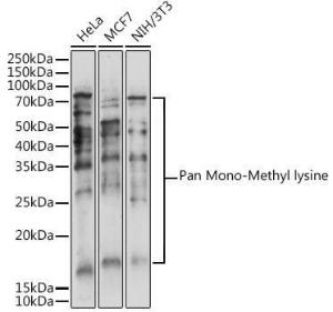 Anti-pan mono-methyl lysine Rabbit Polyclonal Antibody