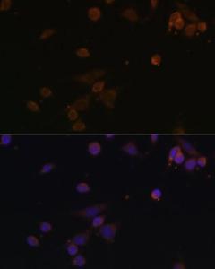 Immunofluorescence analysis of NIH/3T3 cells using Anti-NDUFA2 Antibody (A12213) at a dilution of 1:100. DAPI was used to stain the cell nuclei (blue).