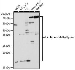 Anti-pan mono-methyl lysine Rabbit Polyclonal Antibody