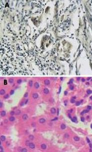 Anti-CD4 Rabbit Polyclonal Antibody