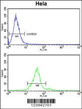 Anti-GALNT2 Rabbit Polyclonal Antibody (APC (Allophycocyanin))