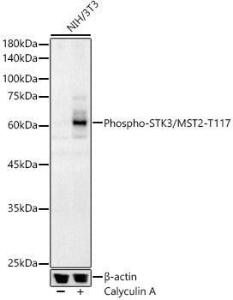 Western blot analysis of NIH/3T3, using Anti-STK3/MST-2 (phospho Thr117) Antibody (A308061) at 1:400 dilution