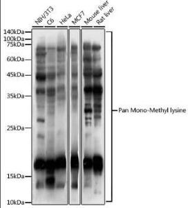 Anti-pan mono-methyl lysine antibody