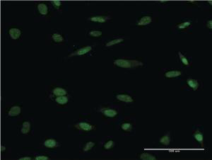 Anti-HCLS1 Mouse Monoclonal Antibody [clone: 3D5]