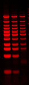 Acrylamide DNA gel staining with PAGE GelRed.