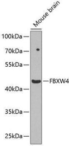 Western blot analysis of extracts of mouse brain, using Anti-FBXW4 Antibody (A12214) at 1:1000 dilution. The secondary Antibody was Goat Anti-Rabbit IgG H&L Antibody (HRP) at 1:10000 dilution. Lysates/proteins were present at 25 µg per lane