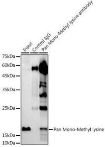 Anti-Histone H3