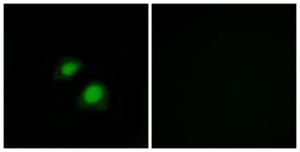 Immunofluorescence analysis of COS7 cells using Anti-RGAP1 Antibody. The right hand panel represents a negative control, where the antibody was pre-incubated with the immunising peptide.