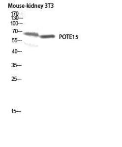 Western blot analysis of mouse kidney 3T3 lysis using Anti-A26B1 Antibody