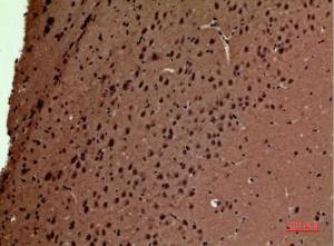 Immunohistochemical analysis of paraffin-embedded mouse brain using Anti-POLR3G Antibody