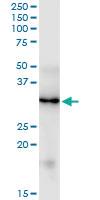 Anti-FGF5 Mouse Monoclonal Antibody [clone: 1B4]