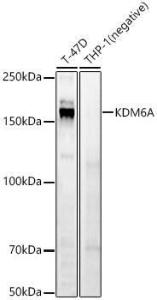 Western blot analysis of various lysates, using Anti-KDM6A/UTX Antibody (A12215) at 1:700 dilution. The secondary Antibody was Goat Anti-Rabbit IgG H&L Antibody (HRP) at 1:10000 dilution. Lysates/proteins were present at 25 µg per lane