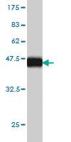 Anti-MCFD2 Mouse Monoclonal Antibody [clone: 3A5-G4]