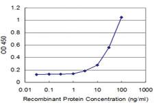 Anti-HCLS1 Mouse Monoclonal Antibody [clone: 3D5]