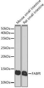 Western blot analysis of extracts of various cell lines, using Anti-I-FABP Antibody [ARC1343] (A306889) at 1:1,000 dilution