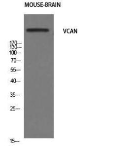 Western blot analysis of mouse brain cells using Anti-VCAN Antibody