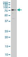 Anti-HCLS1 Mouse Monoclonal Antibody [clone: 1A8]