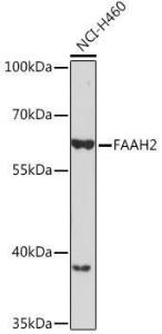 Anti-FAAH2 antibody