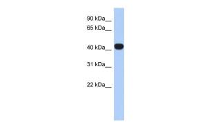 Anti-RASGEF1C Rabbit Polyclonal Antibody