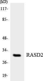 Western blot analysis of the lysates from HepG2 cells using Anti-RASD2 Antibody