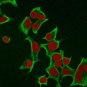 Immunofluorescent analysis of MCF-7 cells stained with Anti-Cytokeratin 8 Antibody [B22.1] followed by Goat Anti-Mouse IgG (CF&#174; 488) (Green). The nuclear counterstain is RedDot (Red)