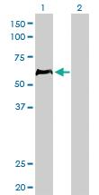 Anti-HCLS1 Mouse Monoclonal Antibody [clone: 1A8]