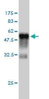 Anti-RIT2 Mouse Monoclonal Antibody [clone: 3F2]