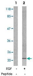 Anti-EIF4EBP1 Rabbit Polyclonal Antibody