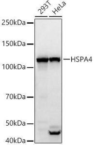 Western blot analysis of extracts of various cell lines, using Anti-HSPA4 Antibody (A308064) at 1:800 dilution