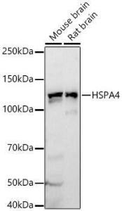 Western blot analysis of extracts of various cell lines, using Anti-HSPA4 Antibody (A308064) at 1:800 dilution