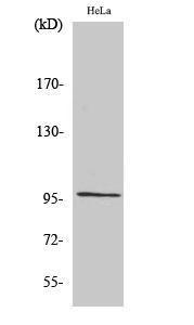 Western blot analysis of various cells using Anti-RASA3 Antibody