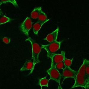 Immunofluorescent analysis of MCF-7 cells stained with Anti-Cytokeratin 8 Antibody [B22.1] followed by Goat Anti-Mouse IgG (CF&#174; 488) (Green). The nuclear counterstain is RedDot (Red)