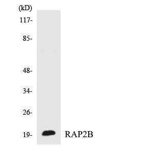 Western blot analysis of the lysates from COLO205 cells using Anti-RAP2B Antibody