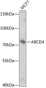 Western blot analysis of extracts of MCF7 cells, using Anti-ABCD4 Antibody (A305629) at 1:1,000 dilution. The secondary antibody was Goat Anti-Rabbit IgG H&L Antibody (HRP) at 1:10,000 dilution.