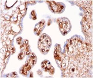 Immunohistochemical analysis of formalin-fixed, paraffin-embedded human placenta tissue using Anti-alpha II Spectrin Antibody [SPTAN1/3507]