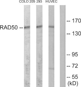 Anti-RAD50 antibody